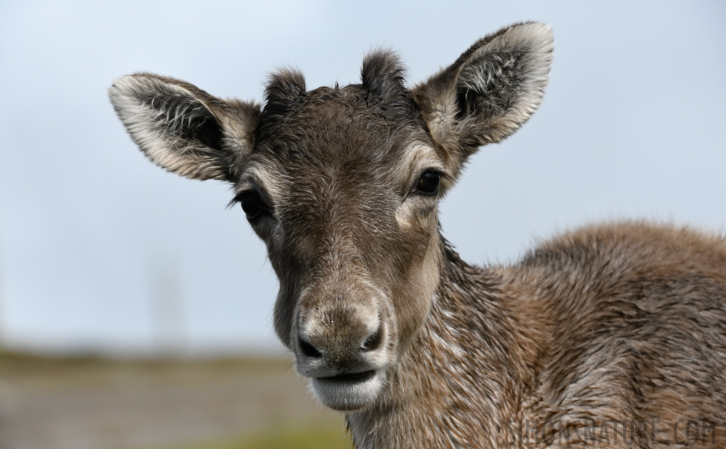 Rangifer tarandus caribou [240 mm, 1/2500 Sek. bei f / 11, ISO 1600]